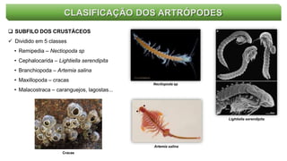 CLASIFICAÇÃO DOS ARTRÓPODES
 SUBFILO DOS CRUSTÁCEOS
 Dividido em 5 classes
• Remipedia – Nectiopoda sp
• Cephalocarida – Lightiella serendipita
• Branchiopoda – Artemia salina
• Maxillopoda – cracas
• Malacostraca – caranguejos, lagostas...
Nectiopoda sp
Lightiella serendipita
Artemia salina
Cracas
 