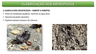 CLASIFICAÇÃO DOS ARTRÓPODES
 SUBFILO DOS CRUSTÁCEOS – HABITAT E HÁBITOS
 Vivem em ambientes aquáticos, marinhos ou água doce
 Tatuzinho-de-jardim (terrestre)
 Espécies sésseis (cracas) e de vida livre
 