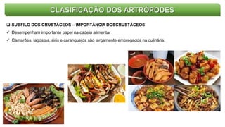 CLASIFICAÇÃO DOS ARTRÓPODES
 SUBFILO DOS CRUSTÁCEOS – IMPORTÂNCIA DOSCRUSTÁCEOS
 Desempenham importante papel na cadeia alimentar
 Camarões, lagostas, siris e caranguejos são largamente empregados na culinária.
 