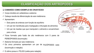CLASIFICAÇÃO DOS ARTRÓPODES
 CAMARÃO COMO EXEMPLO DE CRUSTÁCEO
 Corpo dividido em cefalotórax e abdome
 Cabeça resulta da diferenciação de seis metâmeros
 Apresentam:
• Dois pares de antenas com função de equilíbrio
• Um par de mandíbulas para mastigação e trituração de alimentos
• Um par de maxilas que que manipulam o alimento e encaminham
para a boca
 Tórax formado pela fusão de oito metâmeros com 5 pares de
PEREÓPODES (locomoção)
 Abdome formado por seis metâmeros
 Os cinco primeiros apresentam um par de
(locomoção e natação)
 O ultimo possui o TELSO (calda para natação)
PLEÓPODES cada
 