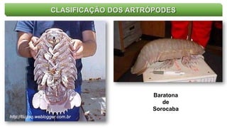 CLASIFICAÇÃO DOS ARTRÓPODES
Baratona
de
Sorocaba
 