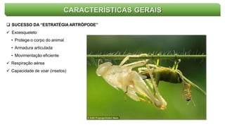 CARACTERÍSTICAS GERAIS
 SUCESSO DA “ESTRATÉGIA ARTRÓPODE”
 Exoesqueleto
• Protege o corpo do animal
• Armadura articulada
• Movimentação eficiente
 Respiração aérea
 Capacidade de voar (insetos)
 