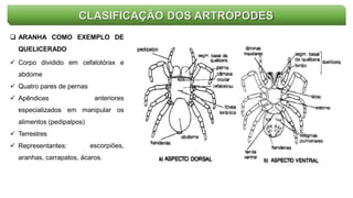CLASIFICAÇÃO DOS ARTRÓPODES
 ARANHA COMO EXEMPLO DE
QUELICERADO
 Corpo dividido em cefalotórax e
abdome
 Quatro pares de pernas
 Apêndices anteriores
especializados em manipular os
alimentos (pedipalpos)
 Terrestres
 Representantes: escorpiões,
aranhas, carrapatos, ácaros.
 