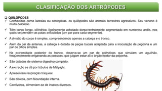 CLASIFICAÇÃO DOS ARTRÓPODES
 QUILÓPODES
 Conhecidos como lacraias ou centopéias, os quilópodes são animais terrestres agressivos. Seu veneno é
muito doloroso.
 Têm corpo longo, cilíndrico, ligeiramente achatado dorsoventralmente segmentado em numeroso anéis, nos
quais se prendem as patas articuladas (um par para cada segmento).
 A divisão do corpo é simples, compreendendo apenas a cabeça e o tronco.
 Além do par de antenas, a cabeça é dotada de peças bucais adaptada para a inoculação de peçonha e um
par de olhos simples.
 Na extremidade posterior do tronco, observa-se um par de apêndices que simulam um aguilhão,
freqüentemente enganando as pessoas, que julgam estar ali o órgão injetor da peçonha.
 São dotados de sistema digestivo completo.
 A excreção se dá por túbulos de Malpighi.
 Apresentam respiração traqueal.
 São dióicos, com fecundação interna.
 Carnívoros, alimentam-se de insetos diversos.
 