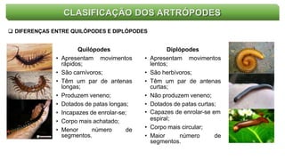 CLASIFICAÇÃO DOS ARTRÓPODES
 DIFERENÇAS ENTRE QUILÓPODES E DIPLÓPODES
Quilópodes
• Apresentam movimentos
rápidos;
• São carnívoros;
• Têm um par de antenas
longas;
• Produzem veneno;
• Dotados de patas longas;
• Incapazes de enrolar-se;
• Corpo mais achatado;
• Menor número de
segmentos.
Diplópodes
• Apresentam movimentos
lentos;
• São herbívoros;
• Têm um par de antenas
curtas;
• Não produzem veneno;
• Dotados de patas curtas;
• Capazes de enrolar-se em
espiral;
• Corpo mais circular;
• Maior número de
segmentos.
 