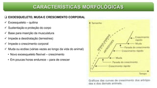 CARACTERÍSTICAS MORFOLÓGICAS
 EXOESQUELETO, MUDA E CRESCIMENTO CORPORAL
 Exoesqueleto – quitina
 Sustentação e proteção do corpo
 Base para inserção da musculatura
 Impede a desidratação (terrestres)
 Impede o crescimento corporal
 Muda ou ecdise (várias vezes ao longo da vida do animal)
• Novo exoesqueleto flexível – crescimento
• Em poucas horas endurece – para de crescer
 