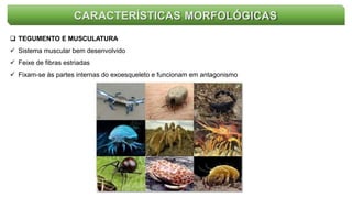  TEGUMENTO E MUSCULATURA
 Sistema muscular bem desenvolvido
 Feixe de fibras estriadas
 Fixam-se às partes internas do exoesqueleto e funcionam em antagonismo
CARACTERÍSTICAS MORFOLÓGICAS
 