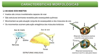 CARACTERÍSTICAS MORFOLÓGICAS
 AS ASAS DOS INSETOS
 Insetos são únicos invertebrados capazes de voar
 São estruturas laminares revestida pelo exoesqueleto quitinoso
 Movimentam-se pela atuação conjunta do exoesqueleto e dos músculos de voo
 Os movimentos ocorrem pela ação antagônica dos músculos torácicos
 