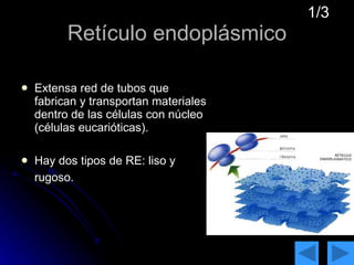 Retículo endoplásmico Extensa red de tubos que fabrican y transportan materiales dentro de las células con núcleo (células eucarióticas).  Hay dos tipos de RE: liso y rugoso.   1/3 