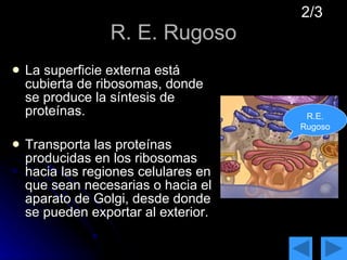 R. E. Rugoso La superficie externa está cubierta de ribosomas, donde se produce la síntesis de proteínas.  Transporta las proteínas producidas en los ribosomas hacia las regiones celulares en que sean necesarias o hacia el aparato de Golgi, desde donde se pueden exportar al exterior.  2/3 R.E. Rugoso 