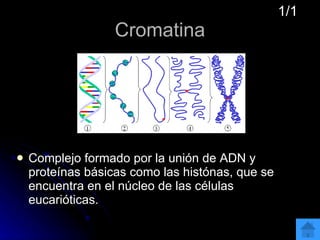 Cromatina Complejo formado por la unión de ADN y proteínas básicas como las histónas, que se encuentra en el núcleo de las células eucarióticas.  1/1 