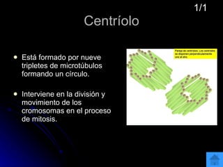 Centríolo Está formado por nueve tripletes de microtúbulos formando un círculo. Interviene en la división y movimiento de los cromosomas en el proceso de mitosis.  1/1 