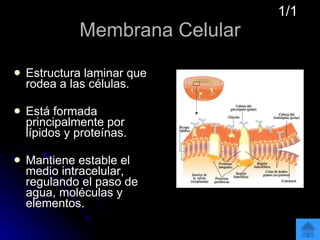 Membrana Celular Estructura laminar que rodea a las células. Está formada principalmente por lípidos y proteínas.  Mantiene estable el medio intracelular, regulando el paso de agua, moléculas y elementos. 1/1 