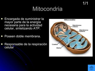 Mitocondria Encargada de suministrar la mayor parte de la energía necesaria para la actividad celular, sintetizando ATP. Poseen doble membrana. Responsable de la respiración celular 1/1 