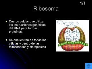 Ribosoma Cuerpo celular que utiliza las instrucciones genéticas del RNA para formar proteínas.  Se encuentran en todas las células y dentro de las mitocondrias y cloroplastos 1/1 