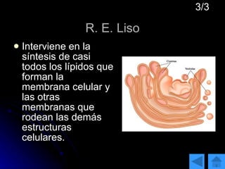 R. E. Liso Interviene en la síntesis de casi todos los lípidos que forman la membrana celular y las otras membranas que rodean las demás estructuras celulares. 3/3 