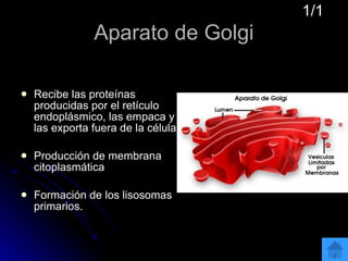 Aparato de Golgi Recibe las proteínas producidas por el retículo endoplásmico, las empaca y las exporta fuera de la célula Producción de membrana citoplasmática Formación de los lisosomas primarios.  1/1 