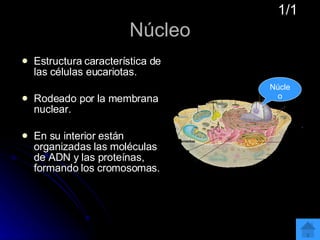 Núcleo Estructura característica de las células eucariotas. Rodeado por la membrana nuclear. En su interior están organizadas las moléculas de ADN y las proteínas, formando los cromosomas.  1/1 Núcleo 