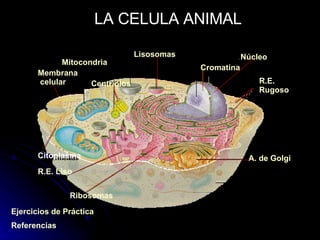 LA CELULA ANIMAL Mitocondria Membrana   celular   Centriolos Núcleo R.E.  Rugoso R.E.  Liso Ribosomas A. de Golgi Cromatina Citoplasma Lisosomas Ejercicios  de  Práctica Referencias 