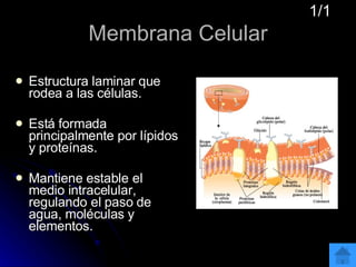 Membrana Celular Estructura laminar que rodea a las células. Está formada principalmente por lípidos y proteínas.  Mantiene estable el medio intracelular, regulando el paso de agua, moléculas y elementos. 1/1 