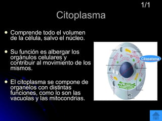 Citoplasma Comprende todo el volumen de la célula, salvo el núcleo.  Su función es albergar los orgánulos celulares y contribuir al movimiento de los mismos. El citoplasma se compone de organelos con distintas funciones, como lo son las vacuolas y las mitocondrias.  1/1 