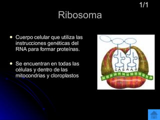Ribosoma Cuerpo celular que utiliza las instrucciones genéticas del RNA para formar proteínas.  Se encuentran en todas las células y dentro de las mitocondrias y cloroplastos 1/1 