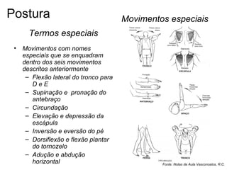 Termos especiais
• Movimentos com nomes
especiais que se enquadram
dentro dos seis movimentos
descritos anteriormente
– Flexão lateral do tronco para
D e E
– Supinação e pronação do
antebraço
– Circundação
– Elevação e depressão da
escápula
– Inversão e eversão do pé
– Dorsiflexão e flexão plantar
do tornozelo
– Adução e abdução
horizontal
Movimentos especiais
Fonte: Notas de Aula Vasconcelos, R.C.
Postura
 