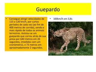 Guepardo
• Consegue atingir velocidades de
115 a 120 km/h, por curtos
períodos de cada vez (ao fim de
400 metros de corrida), sendo o
mais rápido de todos os animais
terrestres. Avistou-se um
guepardo que correu atrás de sua
presa por 640 metros em 20
segundos, (medidos com um
cronômetro), e 73 metros em
aproximadamente 2 segundos.
• 100km/h em 3,8s
 