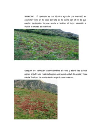 APORQUE: El aporque es una técnica agrícola que consistió en
acumular tierra en la base del tallo de la planta con el fin de que
queden protegidas; incluso ayuda a facilitar el riego, aireación e
impide el exceso de humedad.
Después de remover superficialmente el suelo y retirar las plantas
ajenas al cultivo,se realizó el primer aporque al cultivo de arveja y maíz
con la finalidad de mantener el campo libre de malezas.
 