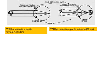 ***Olho mirando o ponto
remoto(“infinito”)
***Olho mirando o ponto próximo(25 cm)
 