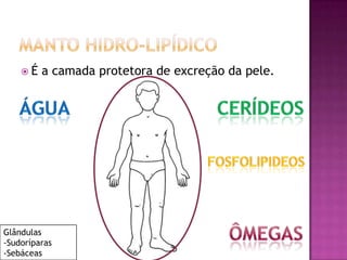  É a camada protetora de excreção da pele.
Glândulas
-Sudoríparas
-Sebáceas
 