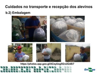 Cuidados no transporte e recepção dos alevinos
b.2) Embalagem
https://photos.app.goo.gl/ACeyUxg5GraX2d8i7
 