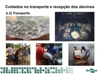 Cuidados no transporte e recepção dos alevinos
b.3) Transporte
 