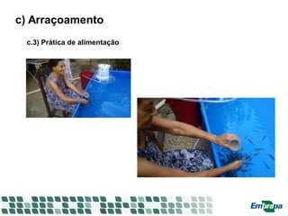 c) Arraçoamento
c.3) Prática de alimentação
 