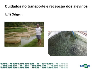 Cuidados no transporte e recepção dos alevinos
b.1) Origem
 