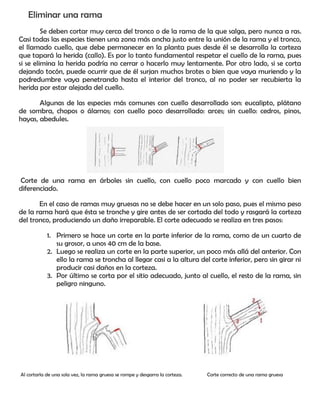 Eliminar una rama
Se deben cortar muy cerca del tronco o de la rama de la que salga, pero nunca a ras.
Casi todas las especies tienen una zona más ancha justo entre la unión de la rama y el tronco,
el llamado cuello, que debe permanecer en la planta pues desde él se desarrolla la corteza
que tapará la herida (callo). Es por lo tanto fundamental respetar el cuello de la rama, pues
si se elimina la herida podría no cerrar o hacerlo muy lentamente. Por otro lado, si se corta
dejando tocón, puede ocurrir que de él surjan muchos brotes o bien que vaya muriendo y la
podredumbre vaya penetrando hasta el interior del tronco, al no poder ser recubierta la
herida por estar alejada del cuello.
Algunas de las especies más comunes con cuello desarrollado son: eucalipto, plátano
de sombra, chopos o álamos; con cuello poco desarrollado: arces; sin cuello: cedros, pinos,
hayas, abedules.
Corte de una rama en árboles sin cuello, con cuello poco marcado y con cuello bien
diferenciado.
En el caso de ramas muy gruesas no se debe hacer en un solo paso, pues el mismo peso
de la rama hará que ésta se tronche y gire antes de ser cortada del todo y rasgará la corteza
del tronco, produciendo un daño irreparable. El corte adecuado se realiza en tres pasos:
1. Primero se hace un corte en la parte inferior de la rama, como de un cuarto de
su grosor, a unos 40 cm de la base.
2. Luego se realiza un corte en la parte superior, un poco más allá del anterior. Con
ello la rama se troncha al llegar casi a la altura del corte inferior, pero sin girar ni
producir casi daños en la corteza.
3. Por último se corta por el sitio adecuado, junto al cuello, el resto de la rama, sin
peligro ninguno.
Al cortarla de una sola vez, la rama gruesa se rompe y desgarra la corteza. Corte correcto de una rama gruesa
 