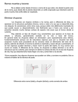 Ramas muertas y tocones
No se deben cortar desde el tronco o rama de la que salen, sino desde la parte sana
de la rama, pues desde ella la planta desarrolla un anillo engrosado que intentará cubrir la
parte muerta. Este anillo debe ser respetado.
Eliminar chupones
Los chupones son órganos similares a las ramas, pero a diferencia de éstas, no
aparecen en la estructura portadora (tronco, rama o raíz) a la vez que se desarrolla ésta,
sino después. Se caracterizan, entre otras cosas, porque están más débilmente insertadas (lo
que puede causar su desprendimiento más fácilmente que si fuera una rama) y por
presentar durante mucho tiempo corteza de aspecto más joven que el tronco donde se
sustenta.
Hay además un tipo de chupón muy característico que aparece en la base de
árboles y arbustos, generalmente anclado en la raíz o base del tronco.
En general todos los chupones deben ser eliminados*, pero especialmente estos últimos,
fundamentalmente porque son de naturaleza vigorosa pues por su situación tan baja
acaparan mucha savia procedente de las cercanas raíces en detrimento del resto de la
planta, además de afearla. Si encima la planta es injertada y nacen del pie o portainjerto, al
ser tan vigorosos pueden dominar y hacer morir la parte del injerto. Es muy común que
ocurra en rosales. A diferencia de las ramas, los chupones se deben eliminar a ras de la
estructura que los sustenta, pero siempre sin dañar la corteza de ésta. En el caso de chupones
de raíz, hay que desenterrarlos hasta llegar a la raíz y cortar bien a ras de ella.
*Como excepción, hay algunos chupones que pueden ser útiles y conviene no podarlos. Esto se
tratará al hablar de las técnicas de poda.
Diferencia entre rama (izda) y chupón (drcha) y corte correcto de ambos
 