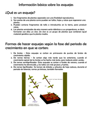 Información básica sobre los esquejes
¿Qué es un esqueje?
1. Son fragmentos de plantas separados con una finalidad reproductiva.
2. Son partes de una planta como pueden ser tallos, hojas y raíces que regeneran una
planta.
3. Pueden cortarse fragmentos de tallo e introducirlos en la tierra, para producir
raíces.
4. Las plantas enraizadas de esta manera serán idénticas a sus progenitoras, es decir,
formarán con ellas un clon. Un clon es un grupo de plantas que contienen igual
material genético que la planta madre.
Formas de hacer esquejes según la fase del periodo de
crecimiento en que se corten:
1. De brotes - Estos esquejes se cortan en primavera de puntas de brotes de
crecimiento rápido.
2. De ramas tiernas - Se cortan algo más tarde que los anteriores, cuando el
crecimiento apical de los brotes se ha hecho más lento, pero todavía están verdes.
3. De ramas semilignificadas- Estos esquejes se cortan a finales de verano, cuando el
crecimiento ha disminuido, y los tallos son más gruesos y fuertes.
4. De ramas lignificadas- Se toman de árboles y arbustos de hoja caduca, durante el
periodo de latencia, ramas ya leñosas, también llamadas
 