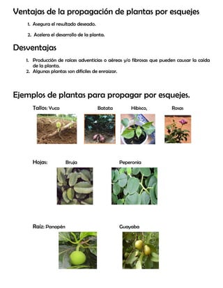 Ventajas de la propagación de plantas por esquejes
1. Asegura el resultado deseado.
2. Acelera el desarrollo de la planta.
Desventajas
1. Producción de raíces adventicias o aéreas y/o fibrosas que pueden causar la caída
de la planta.
2. Algunas plantas son difíciles de enraizar.
Ejemplos de plantas para propagar por esquejes.
Tallos: Yuca Batata Hibisco, Rosas
Hojas: Bruja Peperonia
Raíz: Panapén Guayaba
 