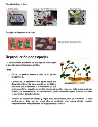 Esqueje de hoja entera
Planta crasa Emisión de brotes nuevos Begonia rex
Esquejes de fragmentos de hoja
Sanseviera y Begonia rex
Reproducción por esquejes
La reproducción por medio de esquejes es asexual por
lo que sólo se necesita un progenitor.
Pasos:
 Cortar un pedazo tierno y vivo de la planta
progenitor a.
 Colocar en un recipiente con agua hasta que
desarrolle raíces. Este paso puede ser omitido, y
continuar con el siguiente si es necesario, ya que
antes que ciertos esquejes de ciertas plantas desarrollen raíces, su tallo puede pudrirse.
Habría que experimentar, en caso de duda, probando ambos pasos. Lo más probable
es que ambos pasos funcionen.
 Enterrar en la tierra el esqueje y regar muy regularmente, más de lo común. Si todo
resulta como debe ser, en pocos días se producirá una nueva planta clonada
completamente independiente de su progenitora asexual.
 