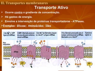 II. Transportes membranares

Transporte Ativo
 Ocorre contra o gradiente de concentração.
 Há gastos de energia.
 Envolve a intervenção de proteínas transportadoras - ATPases.
Exemplos: Glicose; Aminoácidos; Iões

 