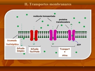 II. Transportes membranares

bicamada
fosfolipídica
Difusão
Simples

Difusão
facilitada

Transport
e
Ativo

 