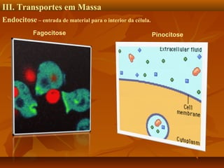 III. Transportes em Massa
Endocitose – entrada de material para o interior da célula.
Fagocitose

Pinocitose

 