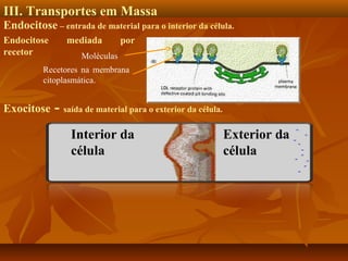 III. Transportes em Massa
Endocitose – entrada de material para o interior da célula.
Endocitose
recetor

mediada

por

Moléculas

Recetores na membrana
citoplasmática.

Exocitose

- saída de material para o exterior da célula.
Interior da
célula

Exterior da
célula

 