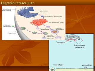 Digestão intracelular

 