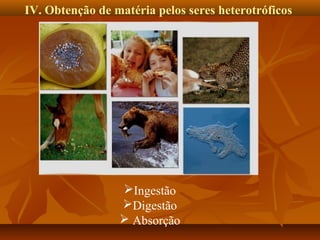 IV. Obtenção de matéria pelos seres heterotróficos

Ingestão
Digestão
 Absorção

 