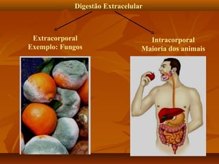 Digestão Extracelular

Extracorporal
Exemplo: Fungos

Intracorporal
Maioria dos animais

 