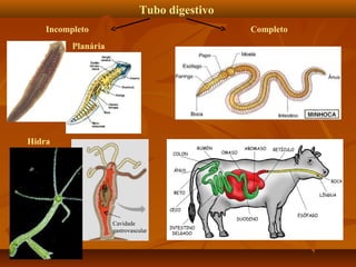Tubo digestivo
Incompleto

Completo

Planária

Hidra

Cavidade
gastrovascular

 