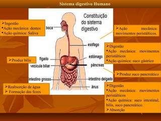 Sistema digestivo Humano

Ingestão
Ação mecânica: dentes
Ação química: Saliva

Produz bílis

Ação
mecânica:
movimentos peristálticos.
Digestão
Ação mecânica: movimentos
peristálticos
Ação química: suco gástrico
Produz suco pancreático

Reabsorção de água
 Formação das fezes

Digestão
Ação mecânica: movimentos
peristálticos
Ação química: suco intestinal,
bílis, suco pancreático.
Absorção

 