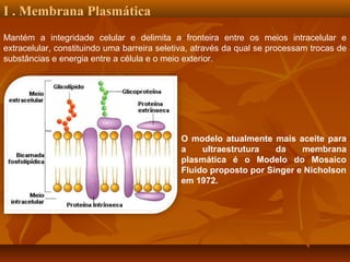 I . Membrana Plasmática
Mantém a integridade celular e delimita a fronteira entre os meios intracelular e
extracelular, constituindo uma barreira seletiva, através da qual se processam trocas de
substâncias e energia entre a célula e o meio exterior.

O modelo atualmente mais aceite para
a
ultraestrutura
da
membrana
plasmática é o Modelo do Mosaico
Fluido proposto por Singer e Nicholson
em 1972.

 